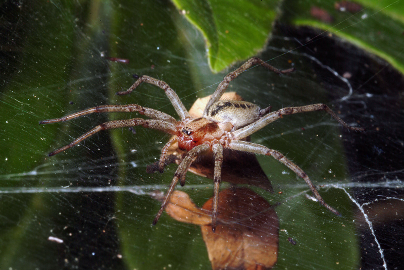 Agelena sp.